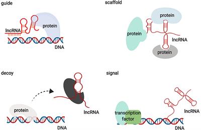 Regulation of Glucose and Lipid Metabolism by Long Non-coding RNAs: Facts and Research Progress